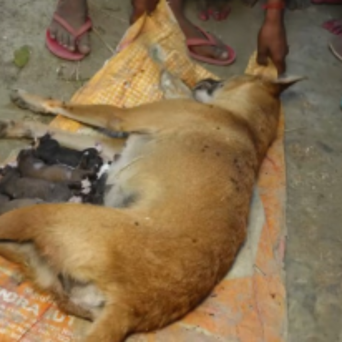 An emotional encounter between a courageous puppy and a dangerous snake 