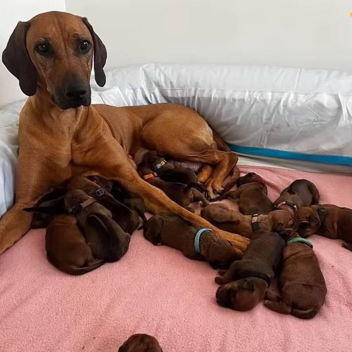 An abandoned, extremely pregnant dog gives birth to a remarkable litter of fifteen