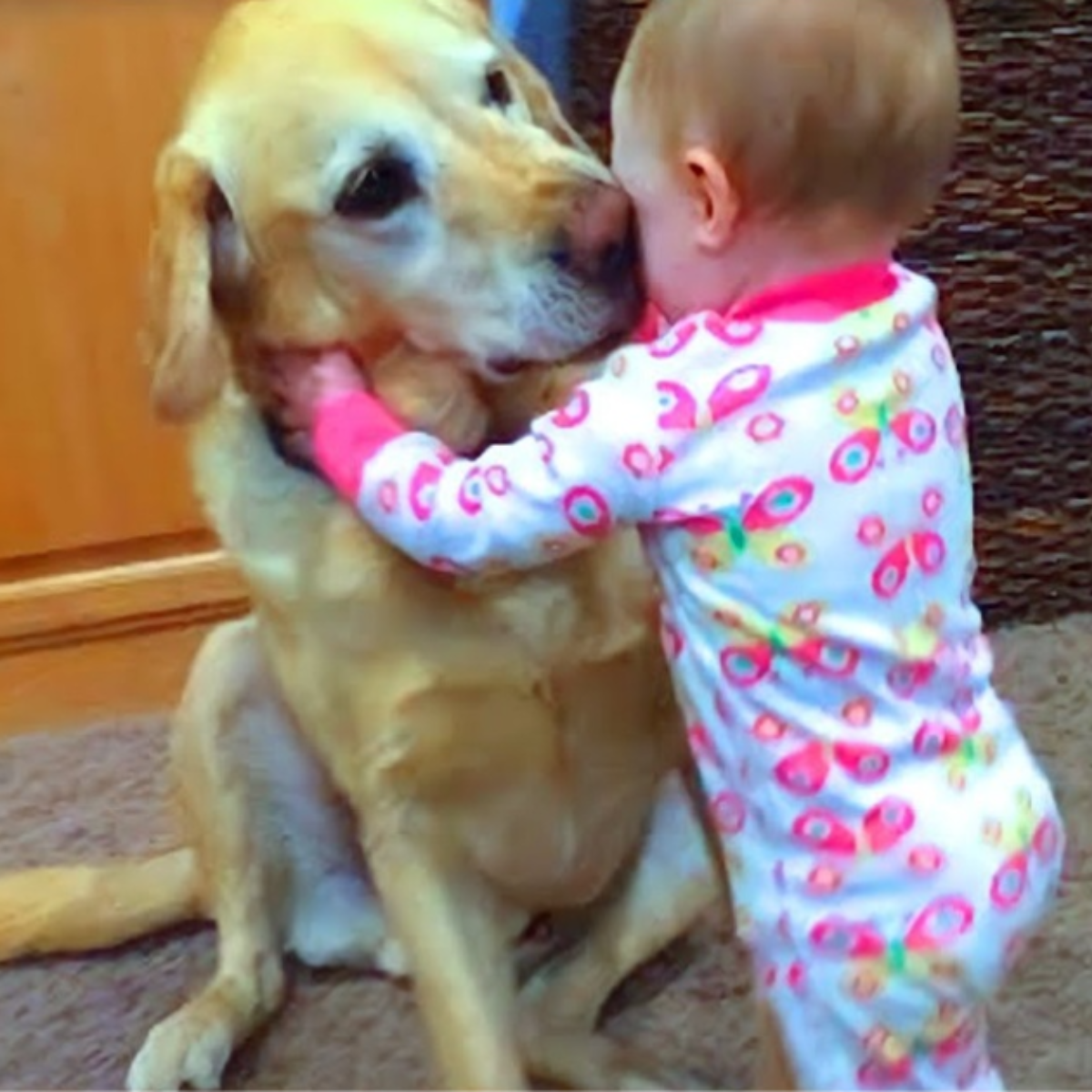 In a touching moment, the adorable dog gives the weeping child a tender ...