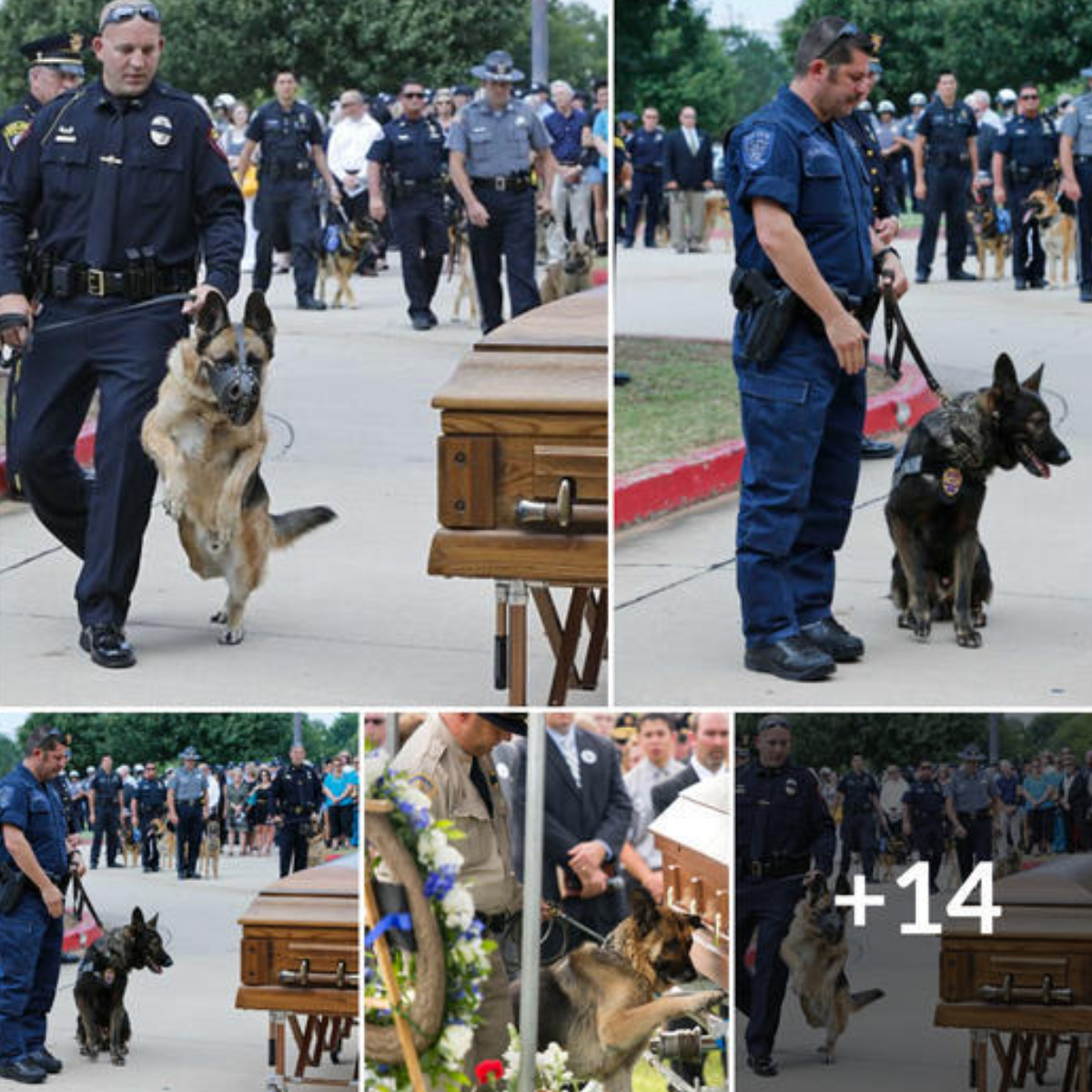 A devoted dog is seen on video expressing a heartfelt goodbye in front 